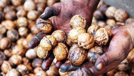 养分|花店老板说往绿萝君子兰盆里塞点它,叶子黑亮,疯狂开花!