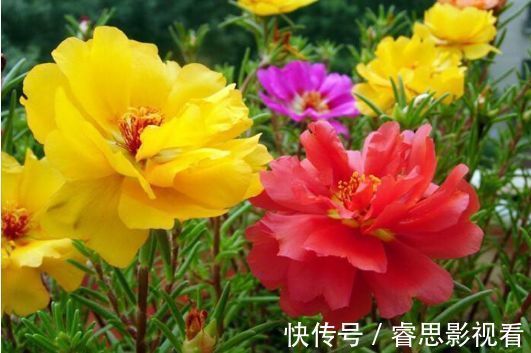 露薇|此款花卉,好养易爆盆,晒晒太阳就开花,绚丽夺目