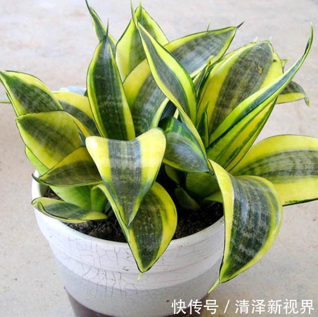 这3款植物虽其貌不扬，室内盆栽，却能让家里变成“天然氧吧”
