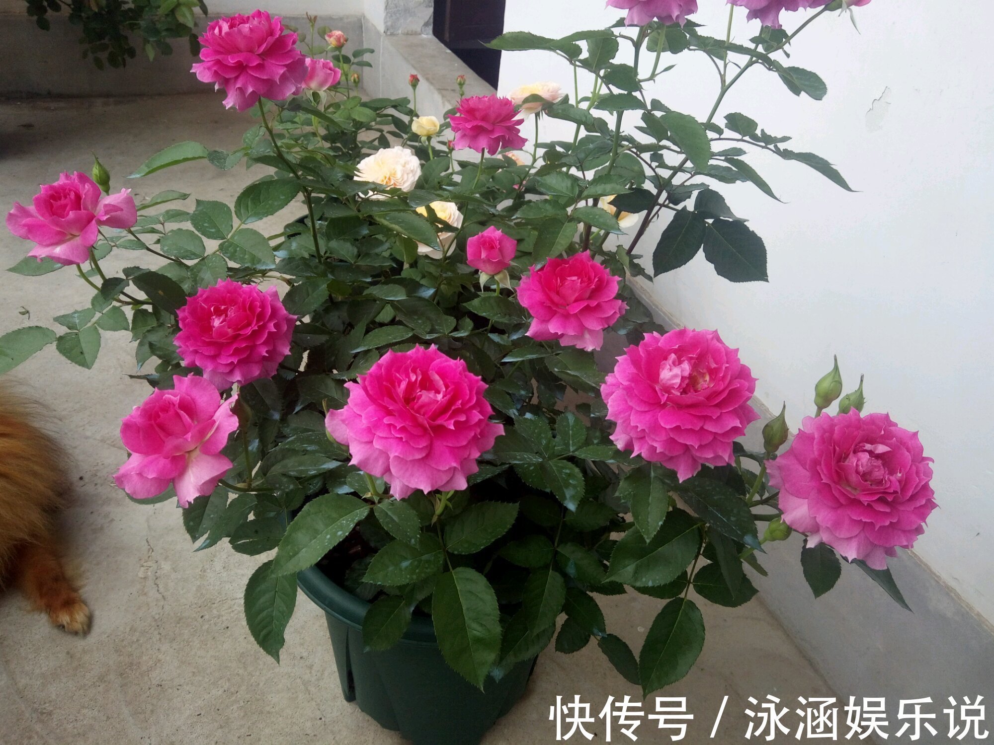 玫瑰|漂亮不输玫瑰,花期很长,花香四溢,养护简单,此盆栽花值得拥有