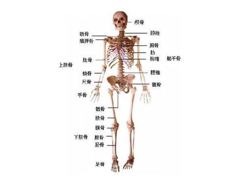 董大姐|55岁大姐养骨半年，骨密度从-2.5到0.9，看看她是怎么做的？