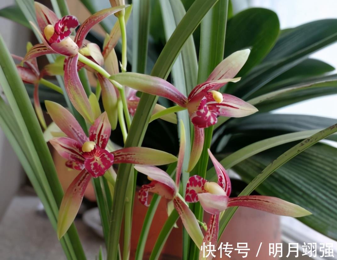 小国|兰花中好养的品种就属建兰了,那建兰今年的网红产品是哪个?