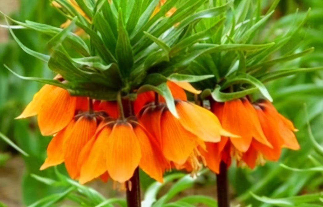 健康长寿|想长寿要先会吃,3种食物离不开,补充营养,有益健康!