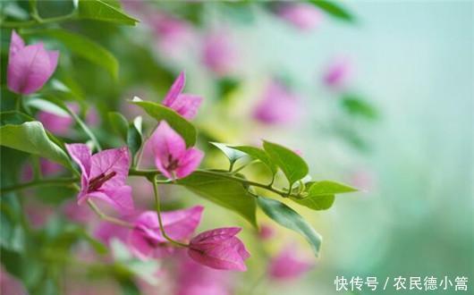  终于|终于知道三角梅为什么不开花了！你遇到过吗