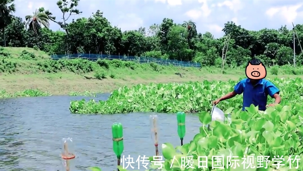 鲶鱼|盛夏“桩钓”黑鱼、鲶鱼技巧，越是简单的钓法，其实往往越是有效