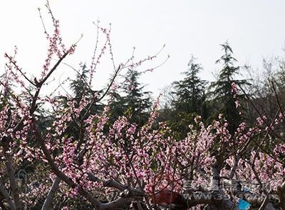 惊蛰的习俗 到了惊蛰要吃这种食物