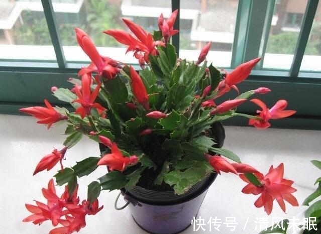 编者|立秋后养蟹爪兰,施肥做好“3个爆盆方法”,孕蕾不断,年年开花