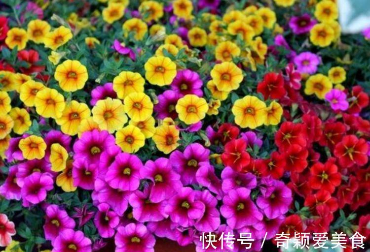 仙客来|养花就养4种花,好养易活花量大,寓意吉祥人人爱,家里养真适合