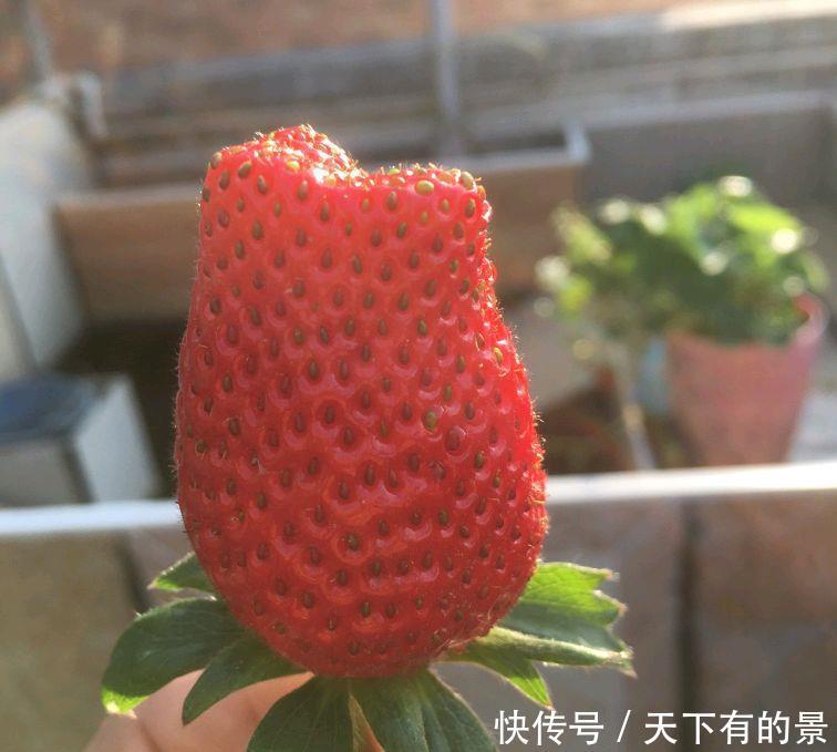 草莓|阳台如何种草莓,记住3点就好了,果多又甜,能结好几茬