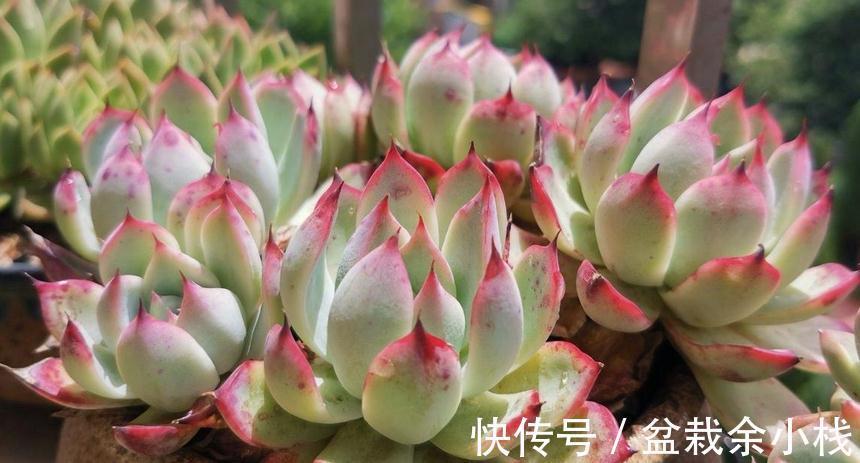 浇水|秋季给多肉浇水,掌握住这4个小技巧,爆盆肥叶很简单