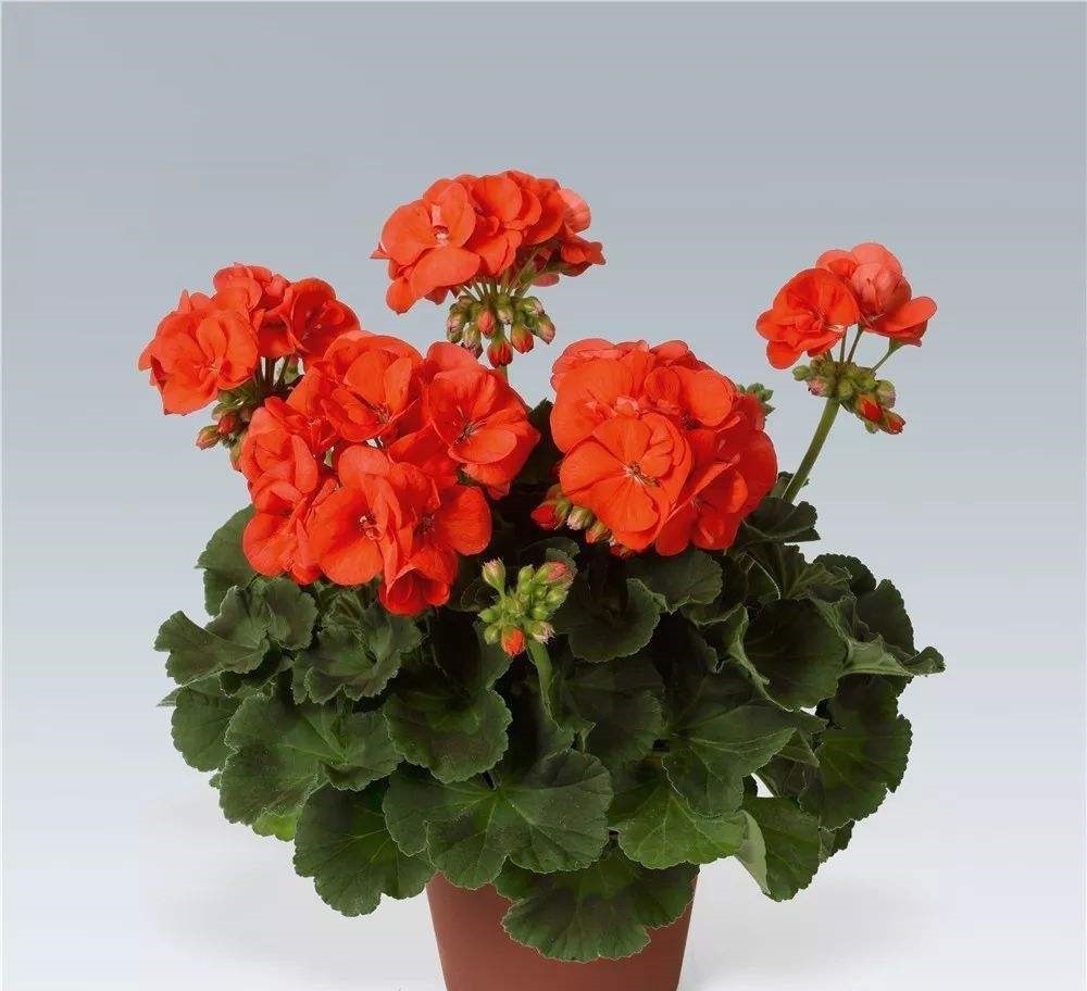 天竺葵有什么特点，天竺葵在夏季养护要注意哪些