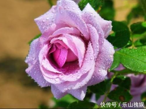 此款花卉被称为“开花机器”,花姿卓越,花朵美艳又迷人,美