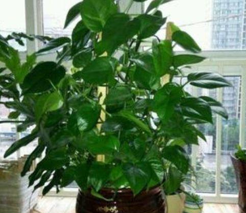 养花时,在盆里“撒”上1斤此“玩意”,不用在施肥,花卉也猛长