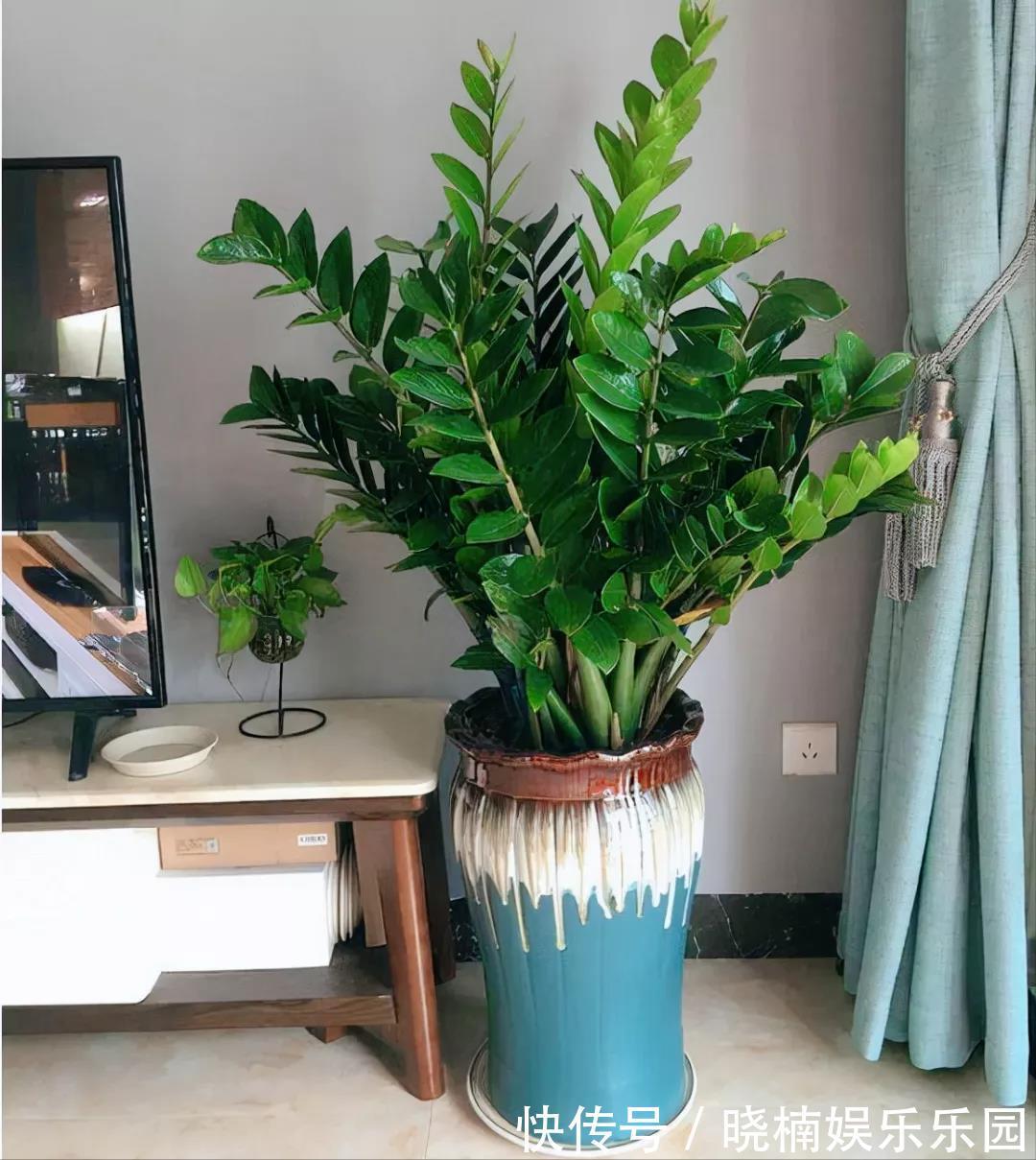 客厅见树,后代富足,7种“吉利树”,随便养一盆,养人又旺家