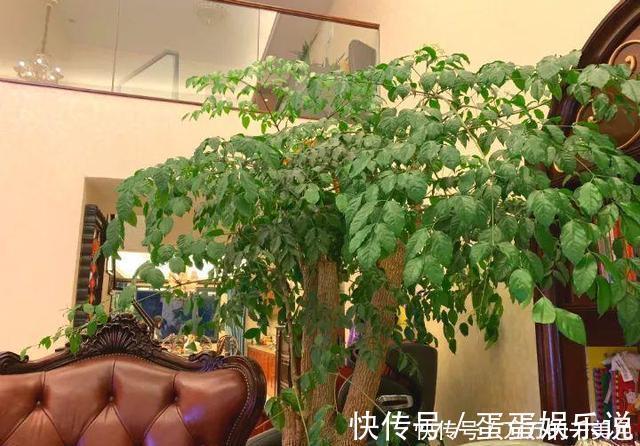 浇水|客厅养花有讲究,此三种树旺家招财,多养几盆好