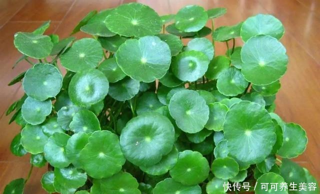 这些植物一定要勤浇水,不然分分钟“渴死”!