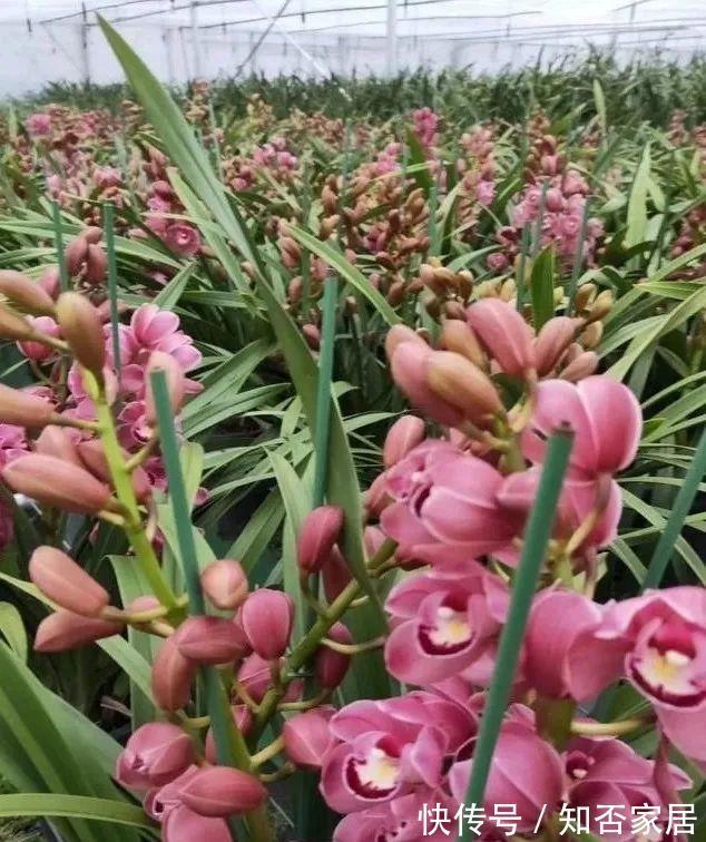 土壤|花卉土壤又粘又湿,养花最容易烂根,如何解决这个问题?