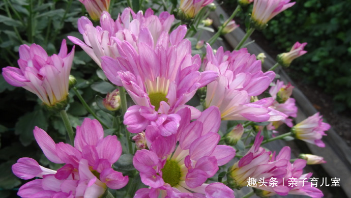 喜欢养菊,不如养”新品名菊“粉荷,花姿美丽淡雅,阳台变花海!