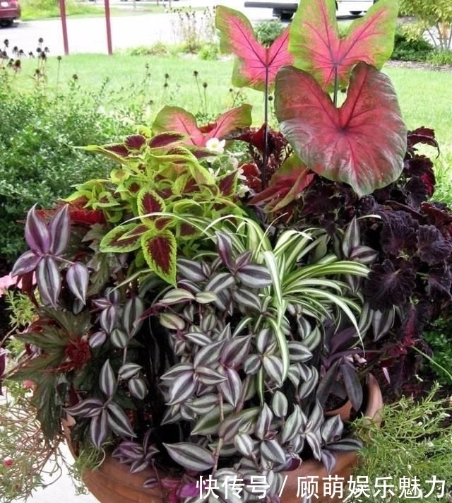 叶片上长满斑块的红边椒草,比圆叶椒草好看几倍