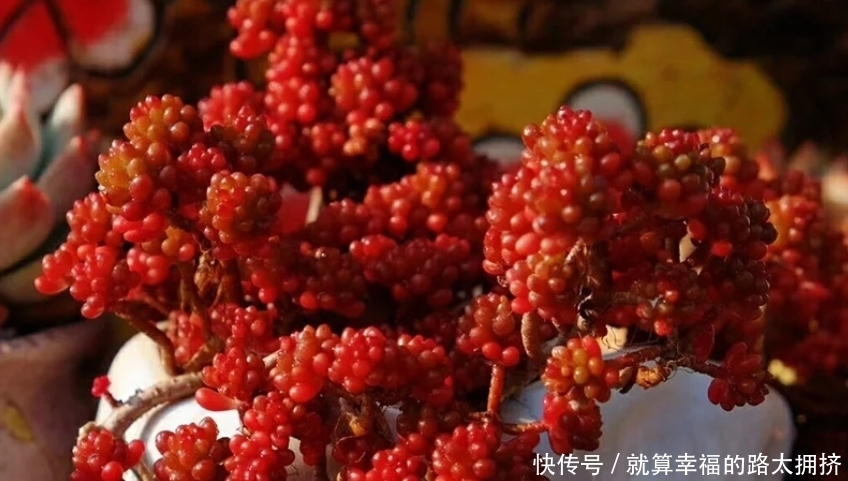 喜欢多肉?建议春节入手这些红色系品种,可以平添几分过年的气氛