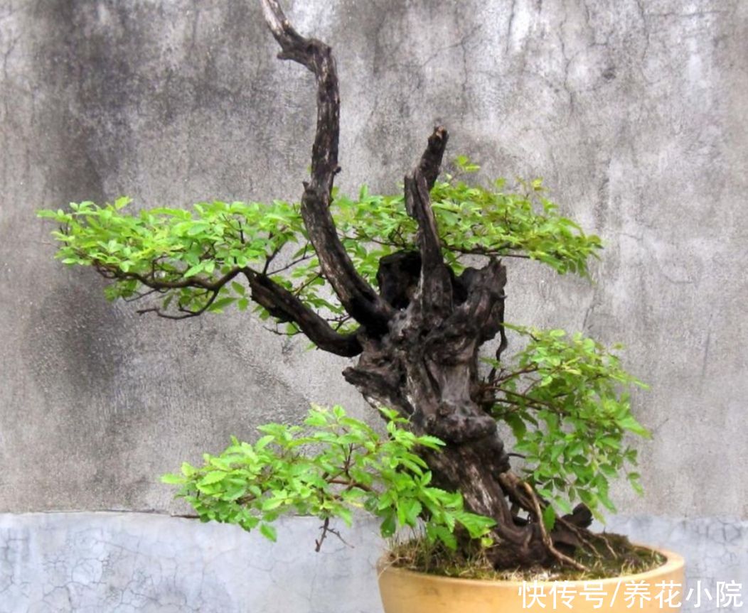 苍劲|农村随处可见的2种植物，拿来做盆景，苍劲古朴，观赏性强