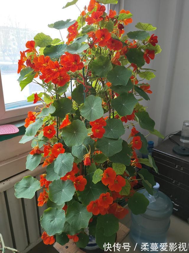 命里带“金”的花,开花美翻了,养在家里还有好兆头