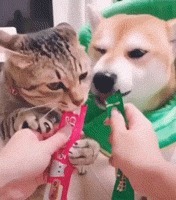 |搞笑GIF: 姑娘你好皮 是不是刚才不小心掉进水里面了