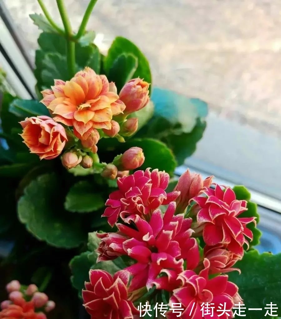 45种长寿花,个个都美爆了,你家养了多少种?