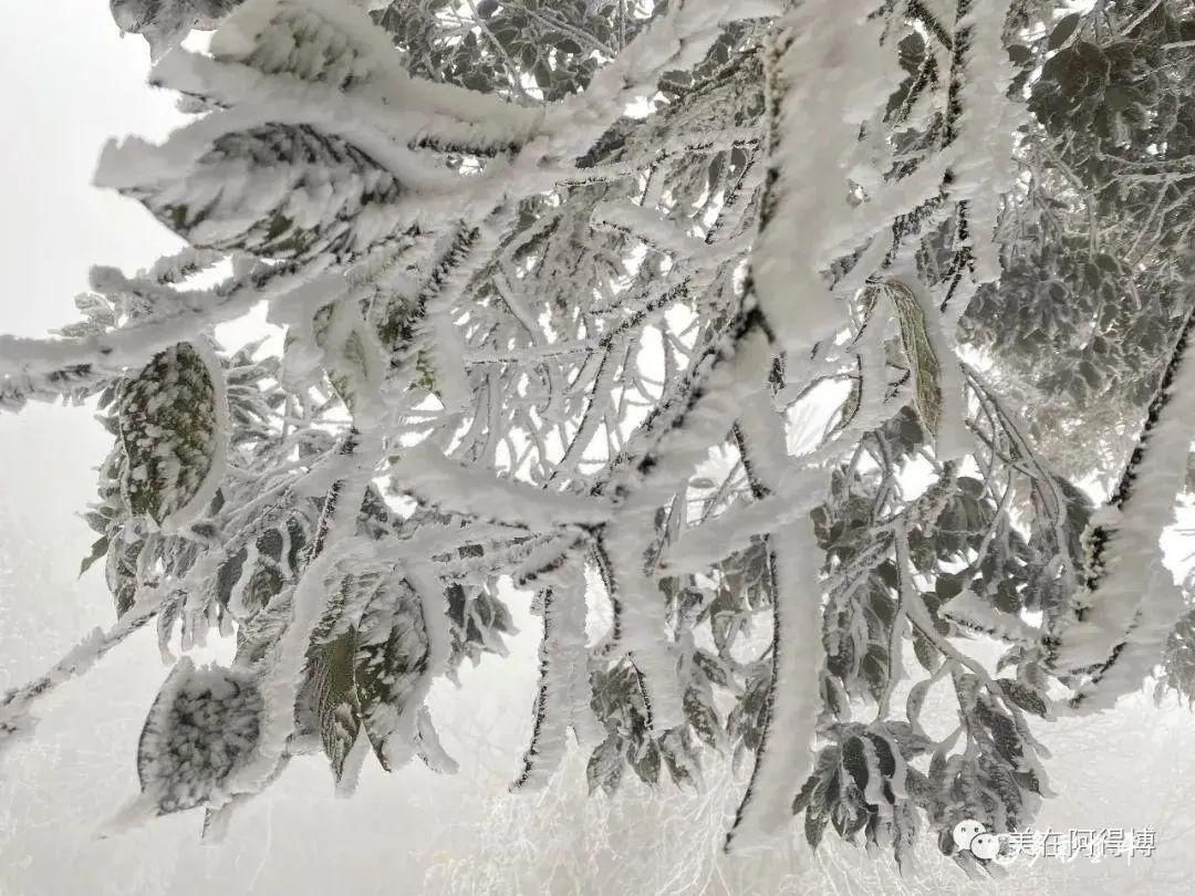 记忆 ｜寒潮再次来袭，还记得前几天的雪吗？