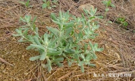 清明|“1种小野菜”,能“镇咳,降血压”,值得了解,也许对您有帮助