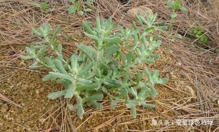 清明|“1种小野菜”，能“镇咳，降血压”，值得了解，也许对您有帮助