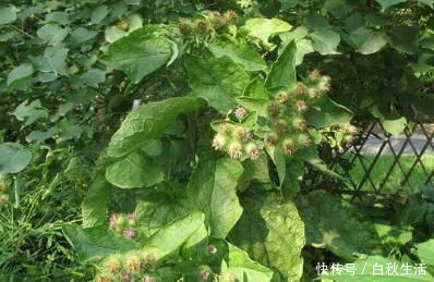 养肾|农村野菜好处多，经常食用4种野菜，降低三高养肾护肝不在话下