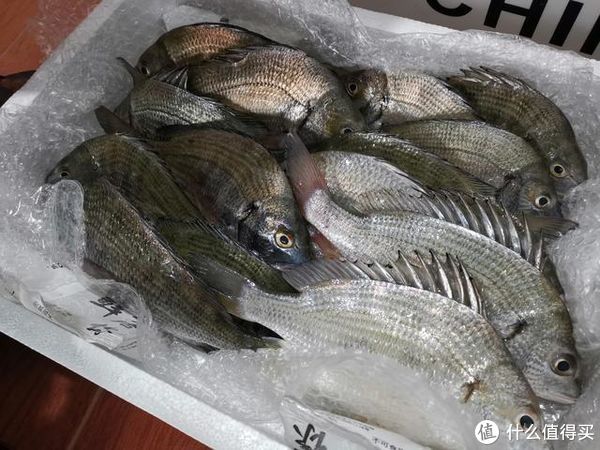 钓饵|颠覆传统内海垂钓方式，从环境鱼情出发，深度解析飘饵钓独特之处
