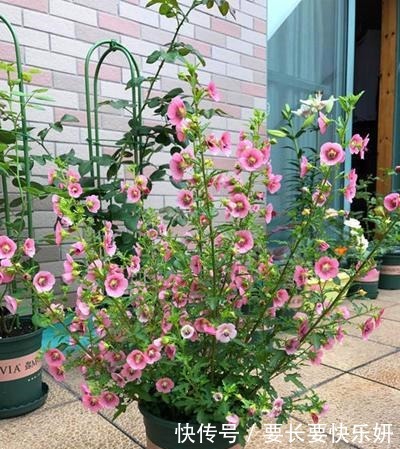 天气转凉这3种花马上进入花期，赶紧剪几刀，开花红艳数量多！