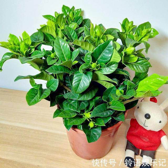 8种“坑人花”,过年谨慎入,没有“高技术”,养一盆枯一盆