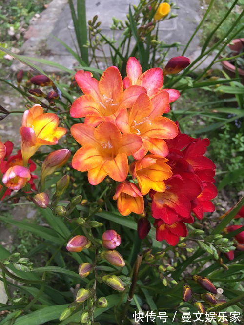 原料|此花花香清幽似兰,花色纯白如雪,常用于沐浴乳的原料之一