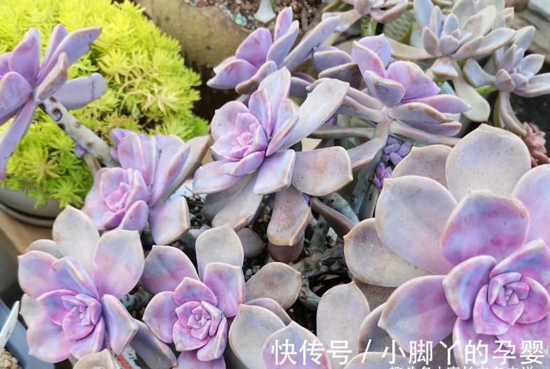 肉友|血斑紫乐?糖心紫乐?可别交智商税了!其实多肉紫乐就只有一种