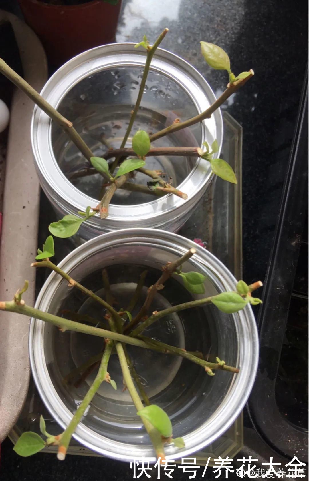 11种常见花，现在扦插，成活率特高