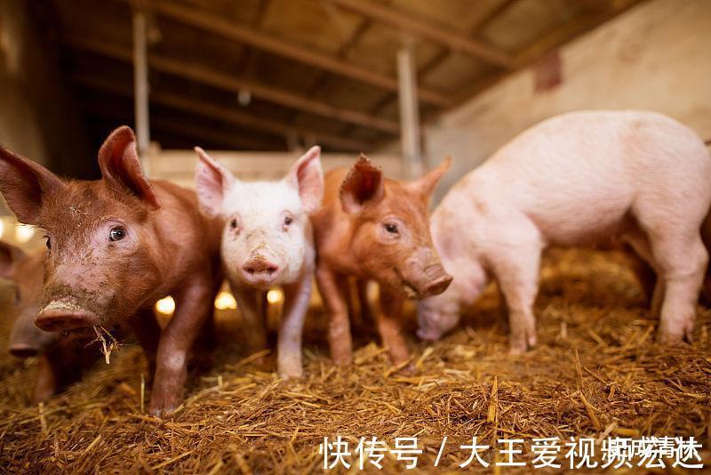 赚大钱|生肖猪9月财运大开，好运连绵，吉祥如意，赚大钱