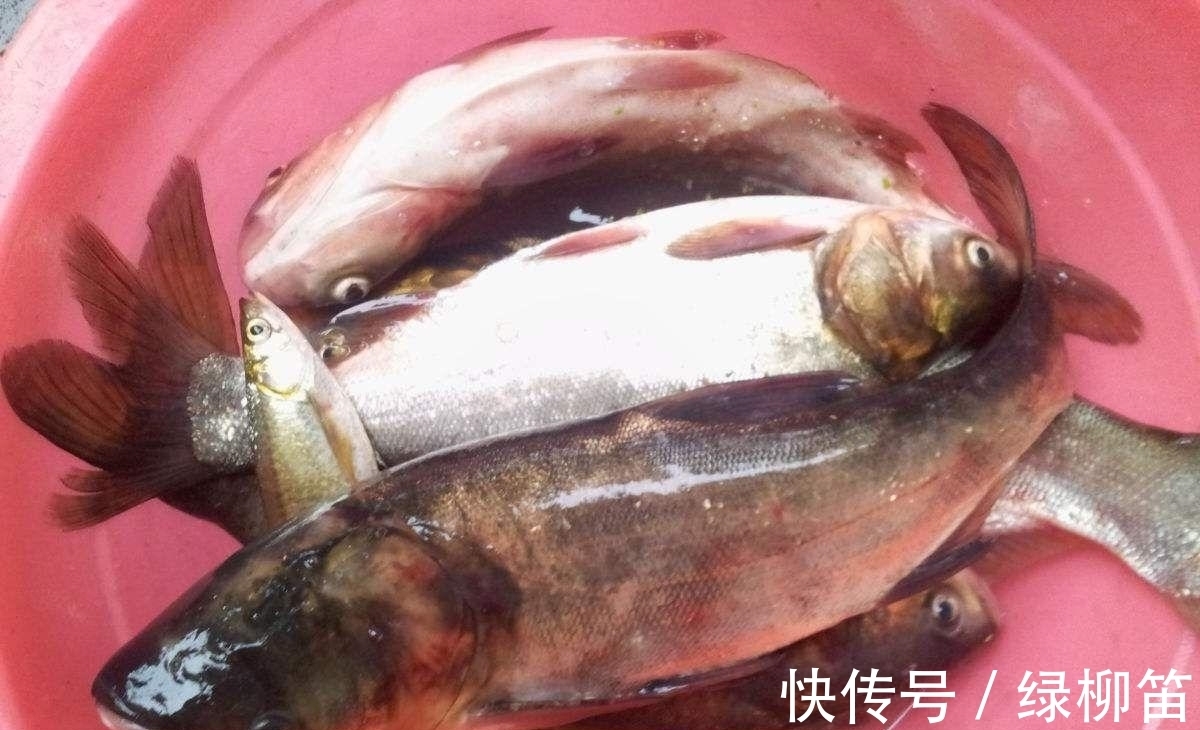 85%的钓鱼人都不知道的,垂钓冷知识,若读懂,鱼获倍增