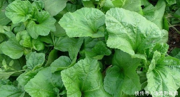 止痛|咽喉肿痛受不了,常吃以下3种野菜,嗓子不痛了,吃嘛嘛香
