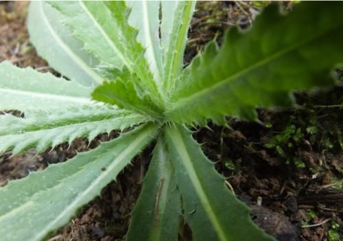 肿瘤|农村漫山遍野的刺儿菜，是抗肿瘤的中草药，学名小蓟