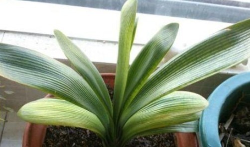 光照|养护君子兰从这招开始，花开不断，叶子比手掌还大