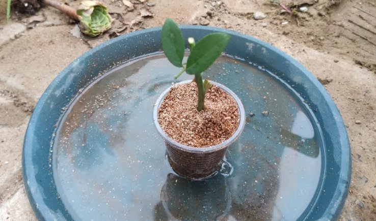 养花|养花2种扦插方法,掌握“关键点”,扦插不再难,扦插一棵活一棵