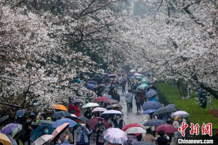 武汉大学赏樱预约首日 风雨难挡游客热情