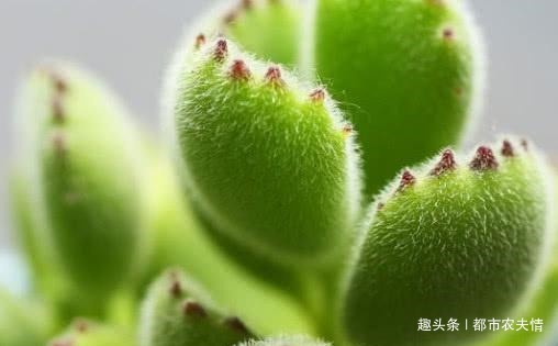 多肉熊童子怎么养教你盆栽熊童子的3个小妙招,肉嘟嘟的特可爱