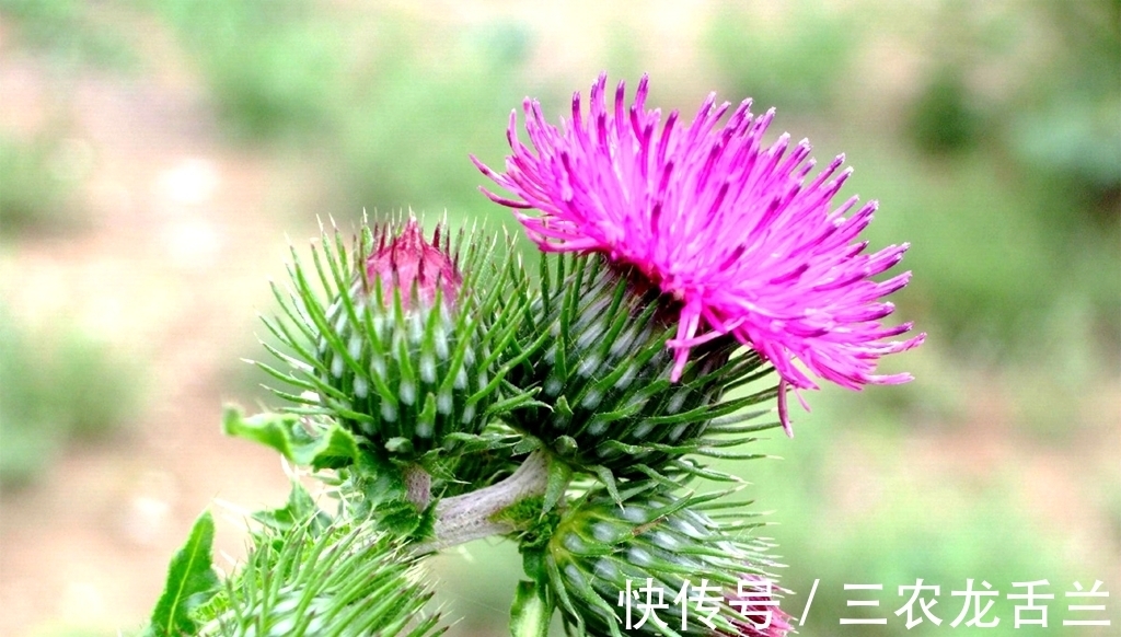 野草|农村一种植物野草,茎叶有刺,是一种野菜