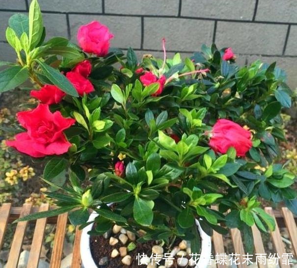 养殖杜鹃花该怎么浇水掌握5个要点,枝叶长得旺、盆栽易开花
