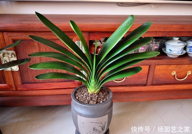 营养物质|想让君子兰开花?收藏3个小方法,叶片蹭蹭长、花朵鲜艳