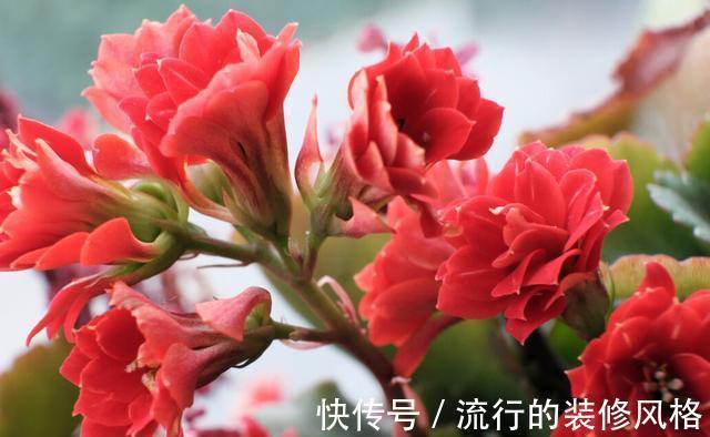 茉莉花|家里养殖的花卉在度夏时,最怕的不是温度高,而是怕乱浇水